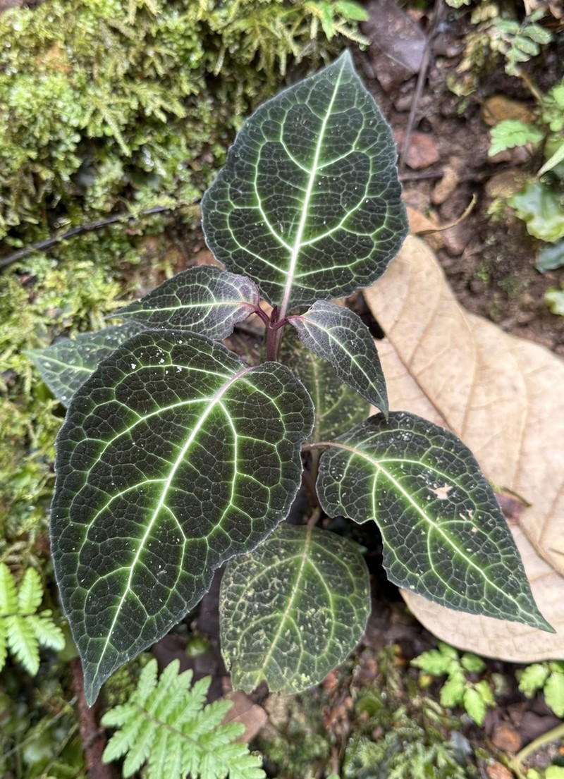 Mikania guaco photo 3