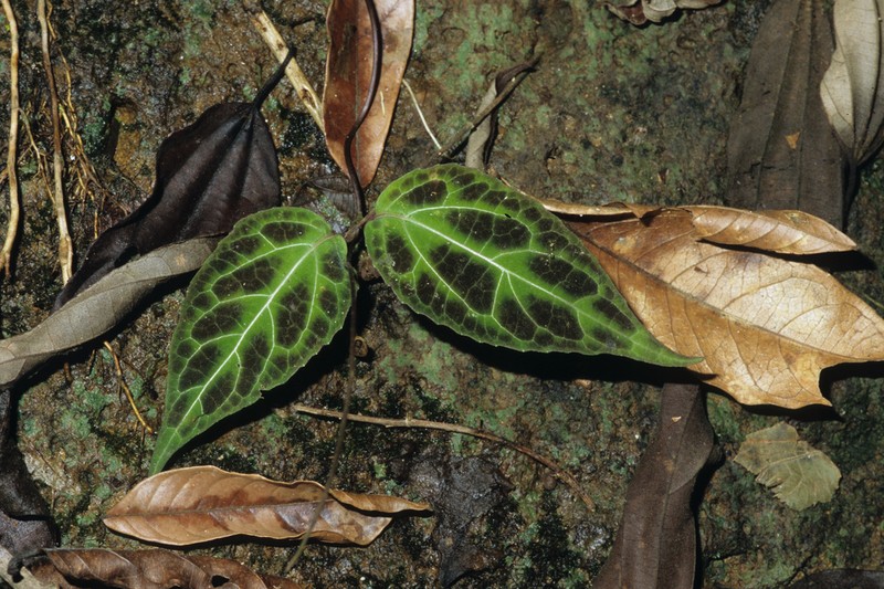 Mikania guaco photo 4