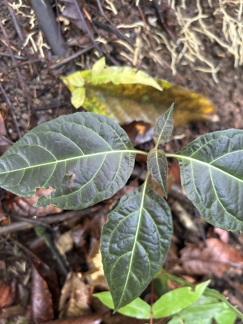 Mikania guaco photo 5
