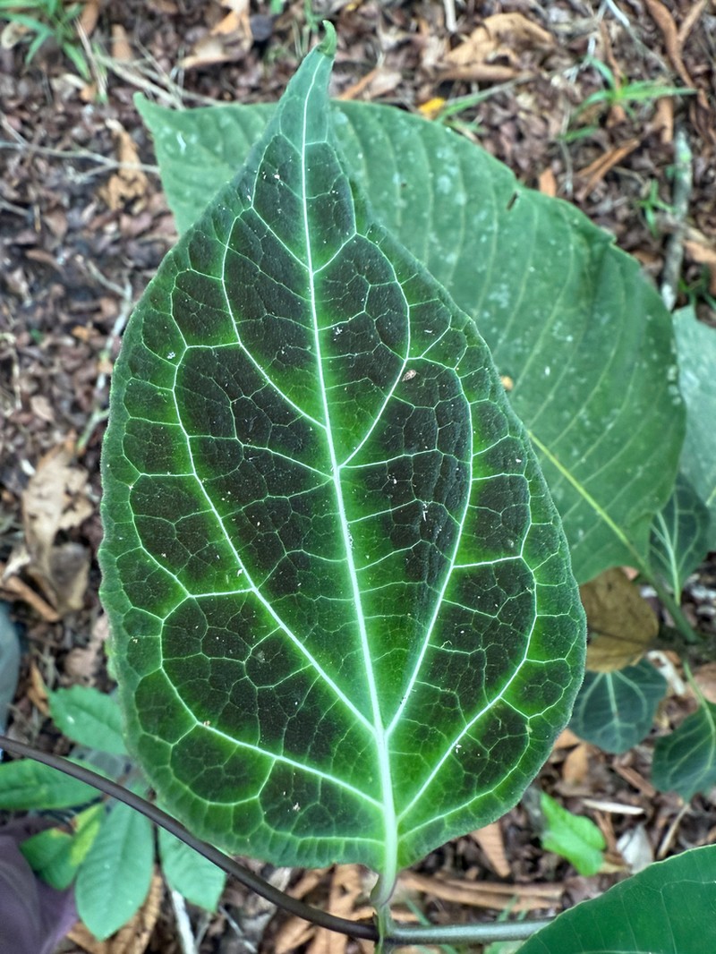 Mikania guaco photo 6