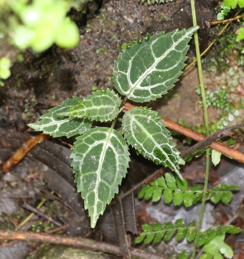 Mikania guaco photo 8