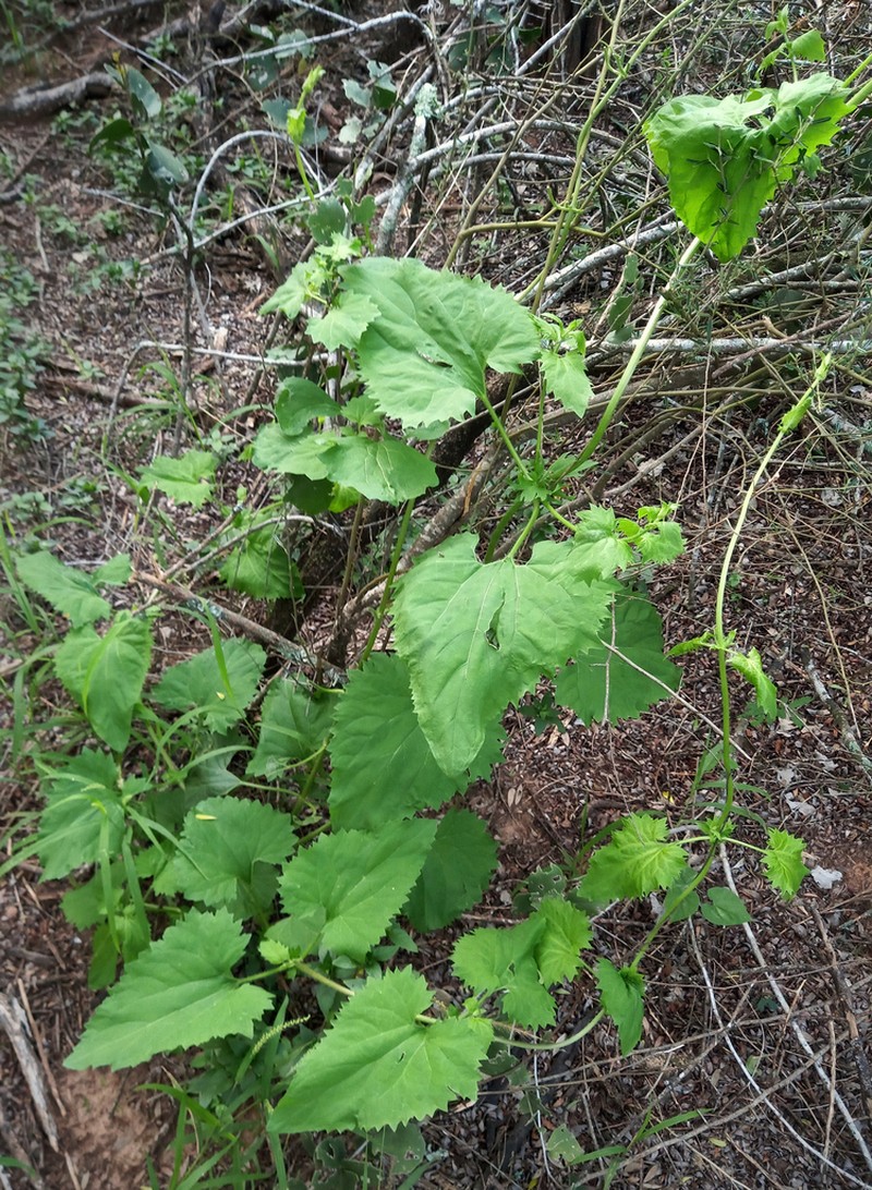 Mikania guaranitica