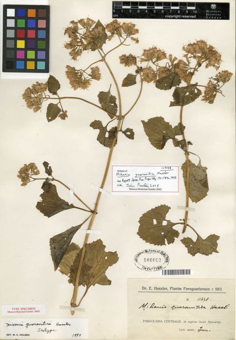 Mikania guaranitica photo 2