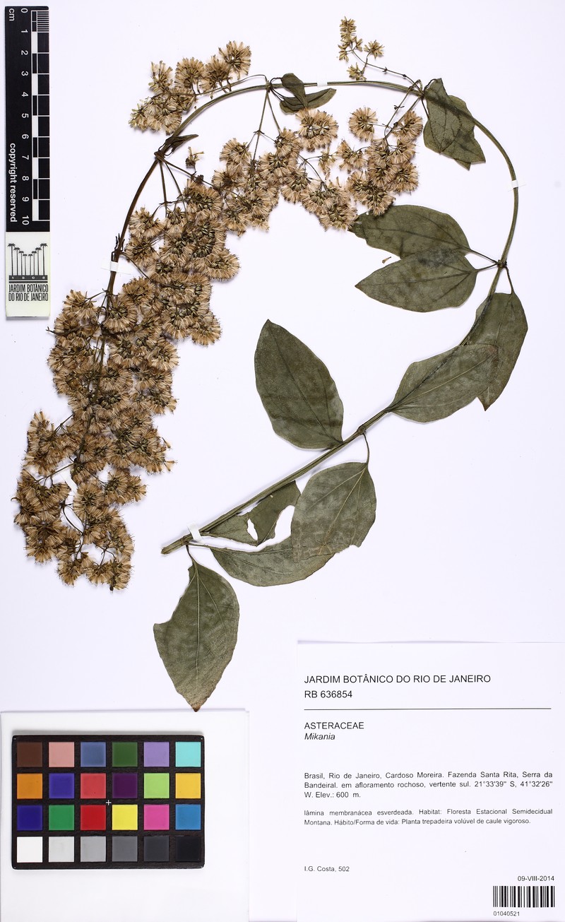Mikania guilleminii