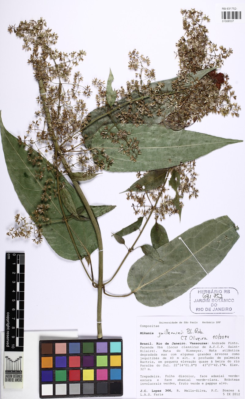 Mikania guilleminii photo 2