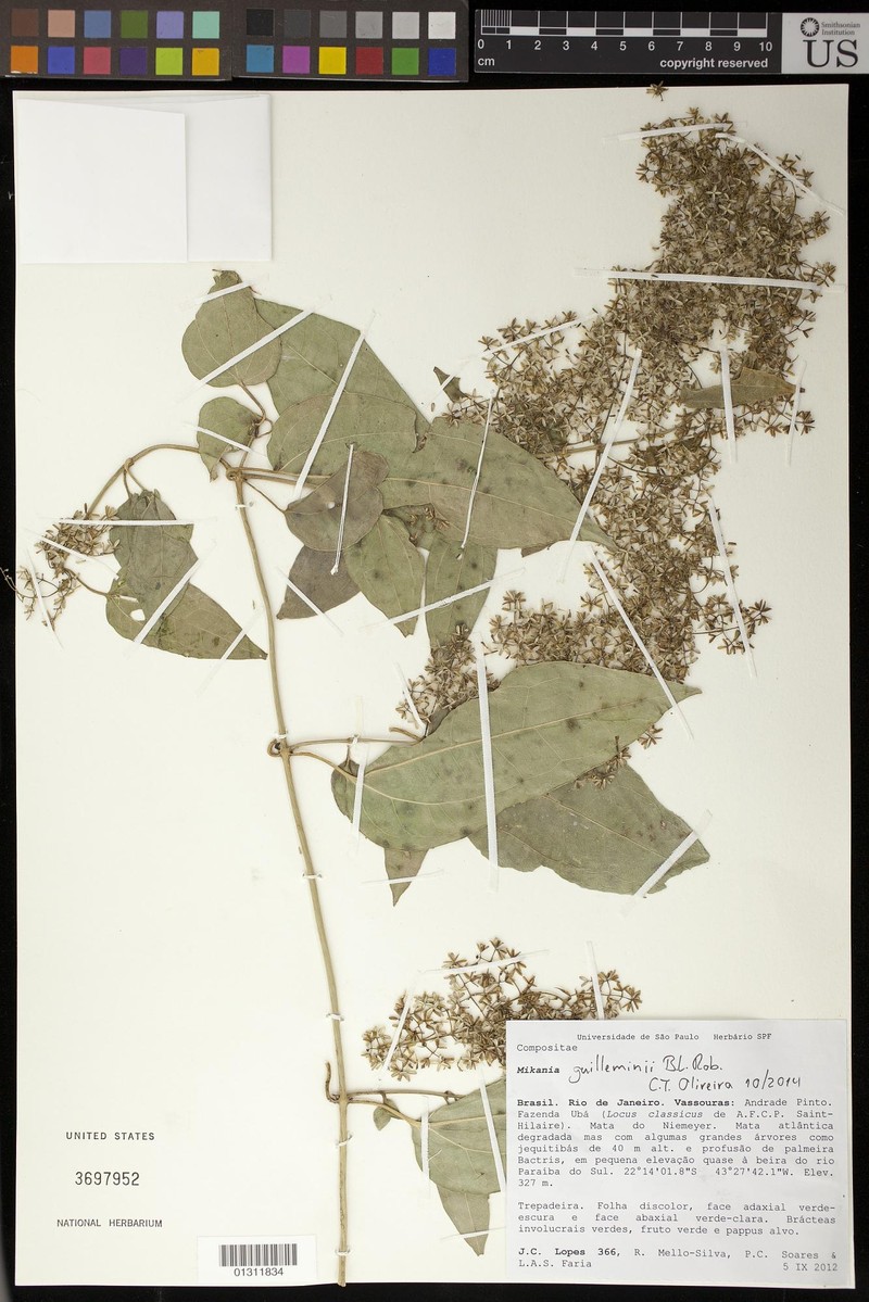 Mikania guilleminii photo 3