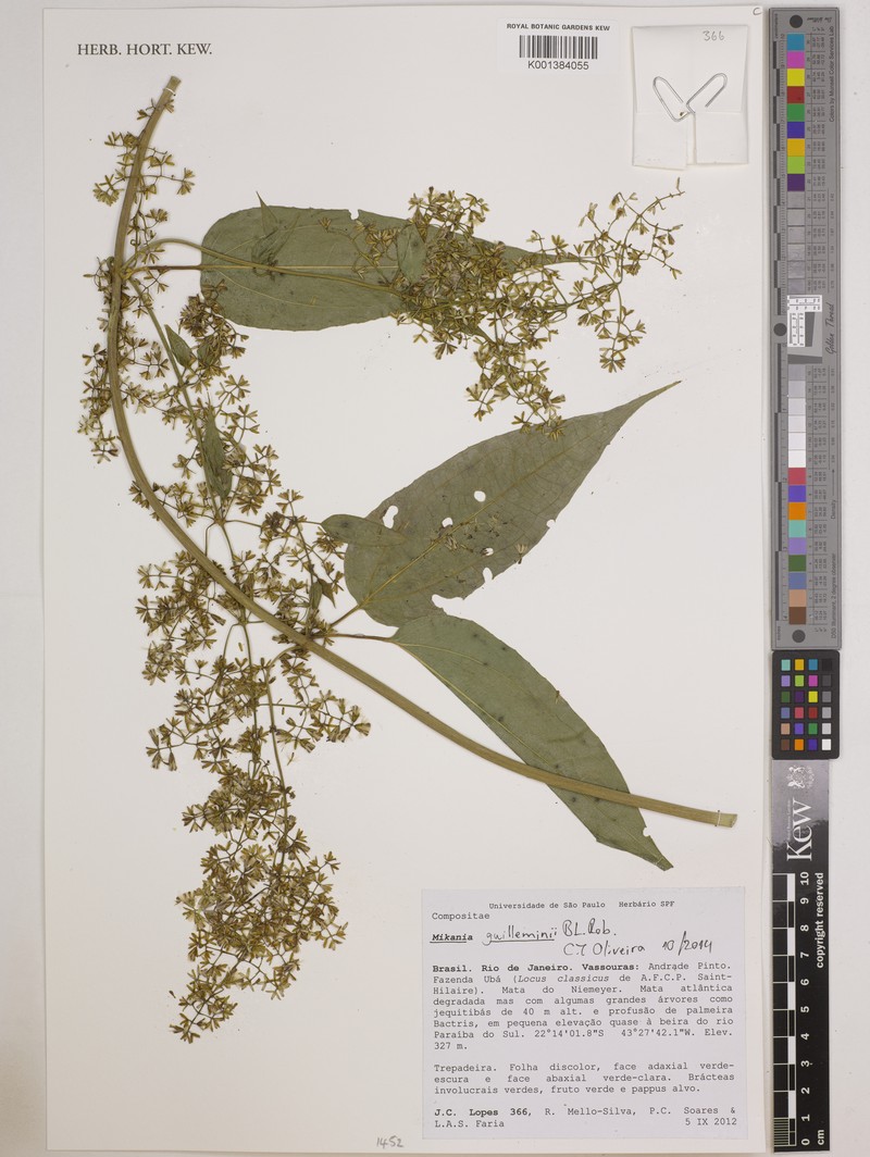 Mikania guilleminii photo 4