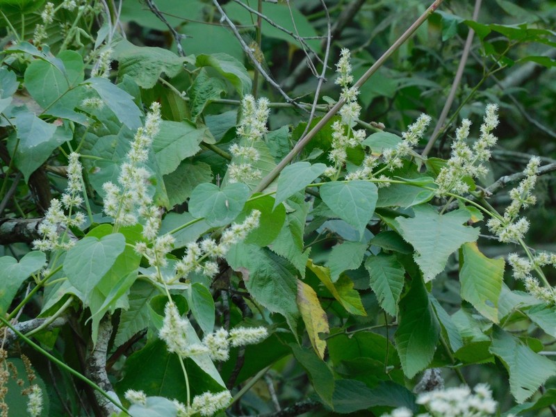Mikania haenkeana photo 6