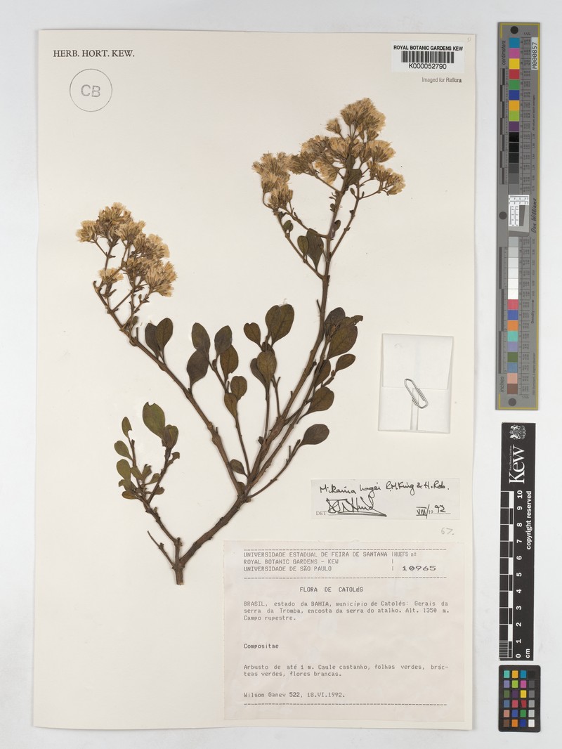 Mikania hagei photo 3