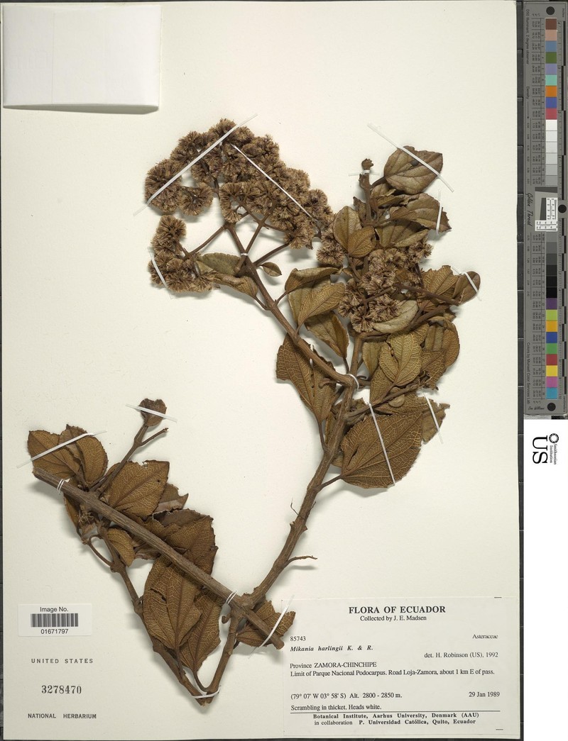 Mikania harlingii