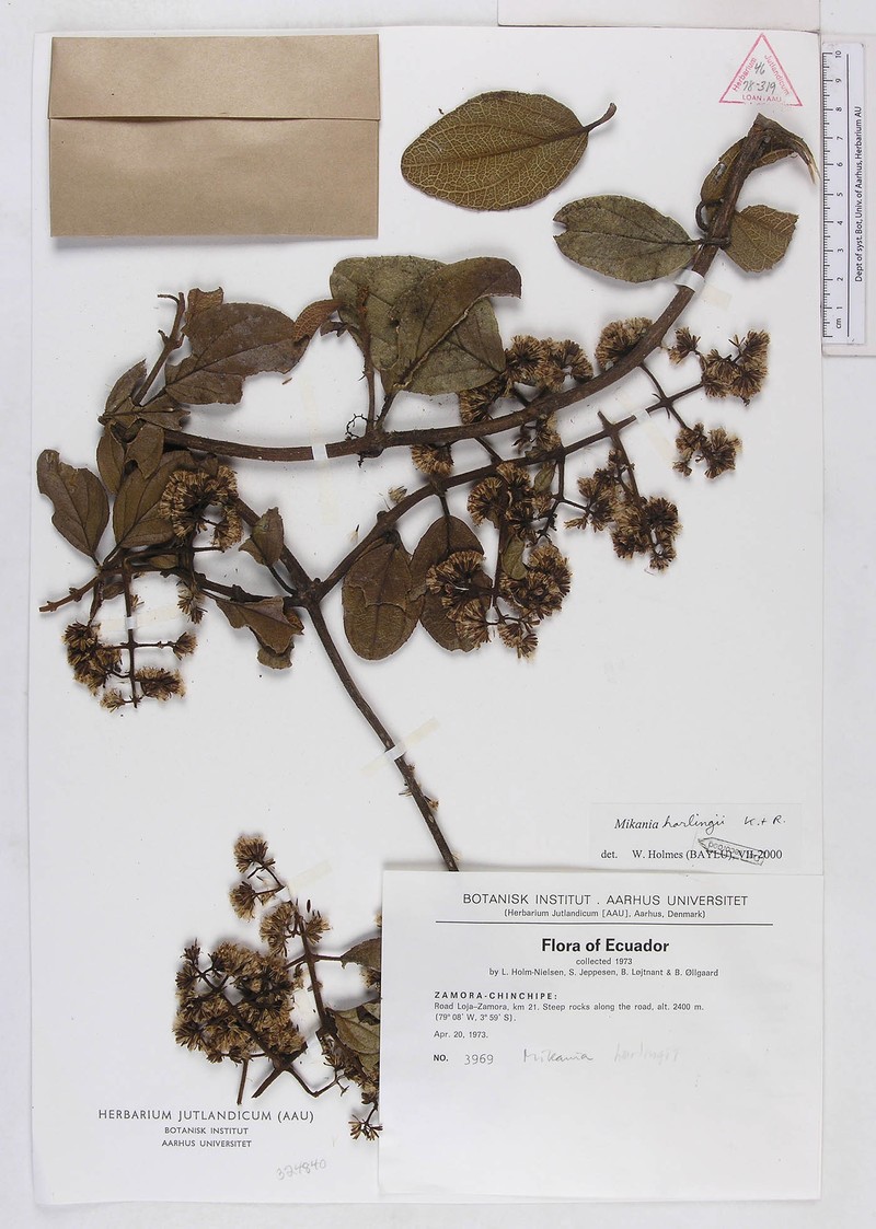 Mikania harlingii photo 2