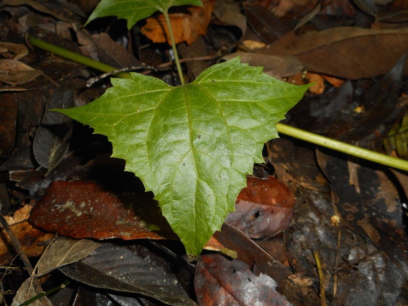 Mikania hastata