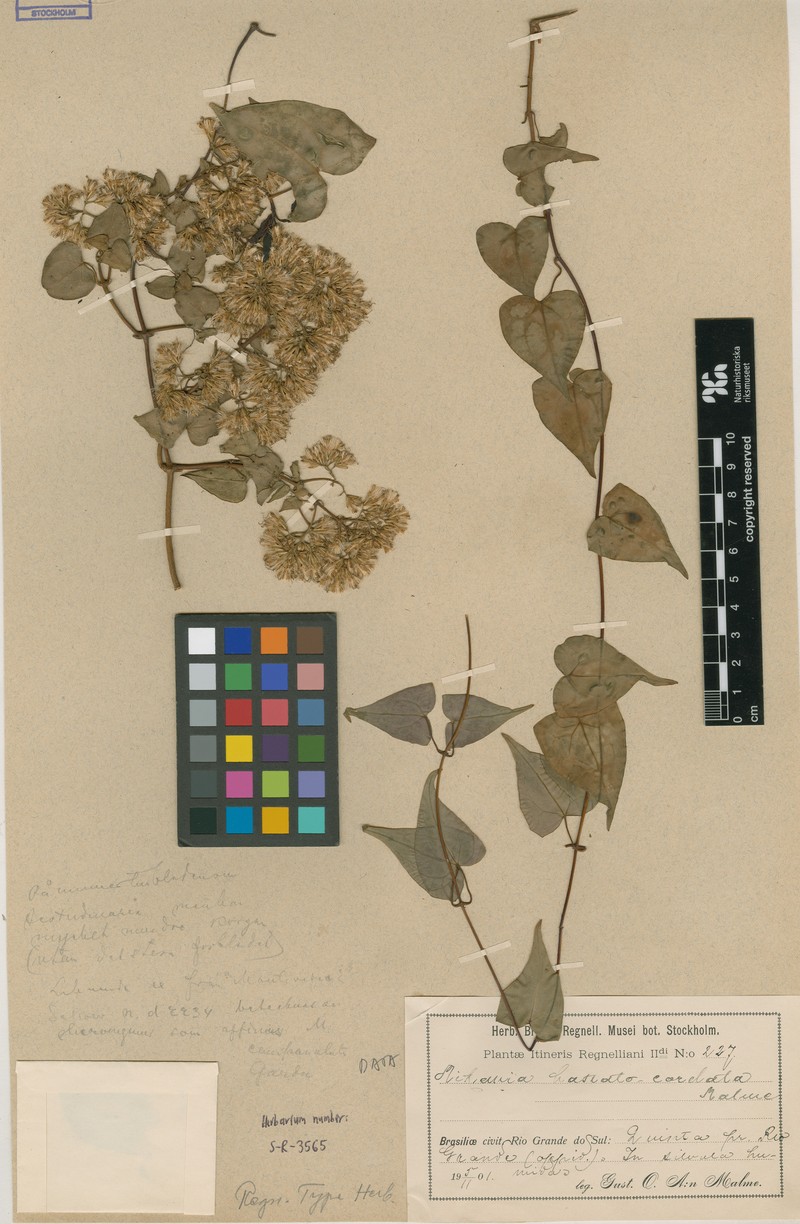 Mikania hastato-cordata