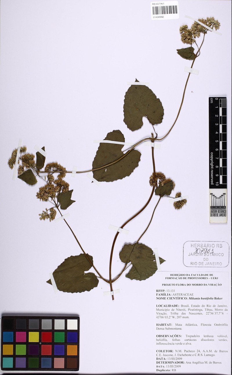 Mikania hastifolia