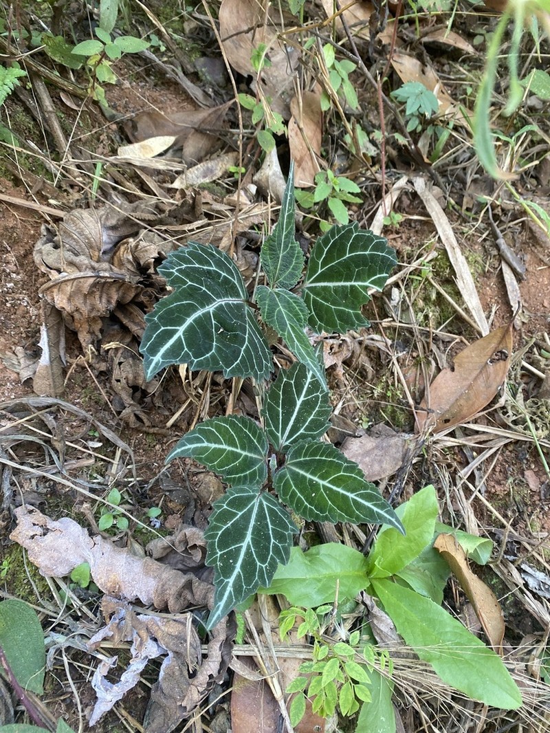 Mikania hemisphaerica