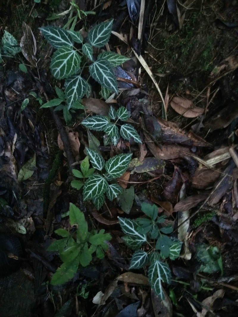 Mikania hemisphaerica photo 2