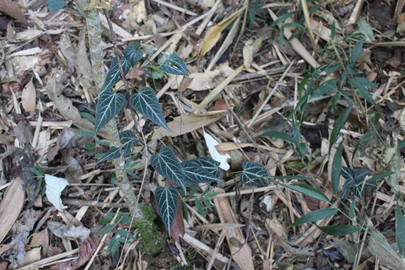 Mikania hemisphaerica photo 3