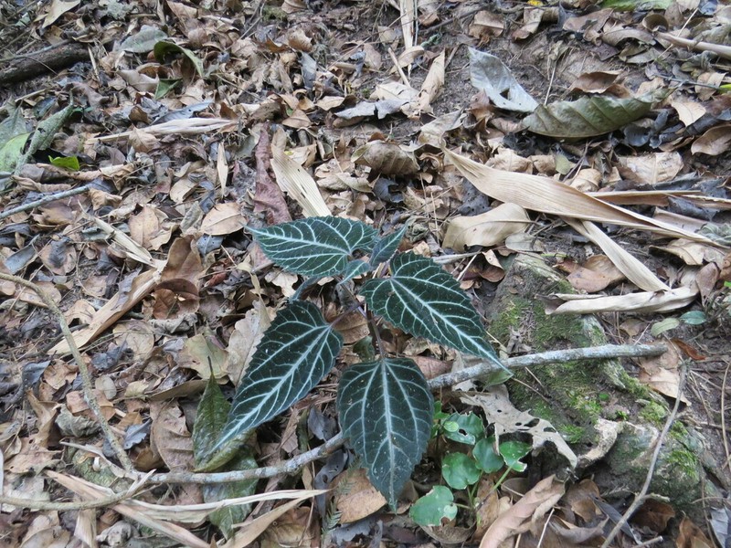 Mikania hemisphaerica photo 4