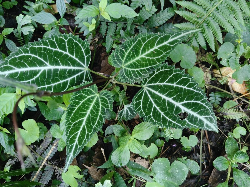 Mikania hemisphaerica photo 5