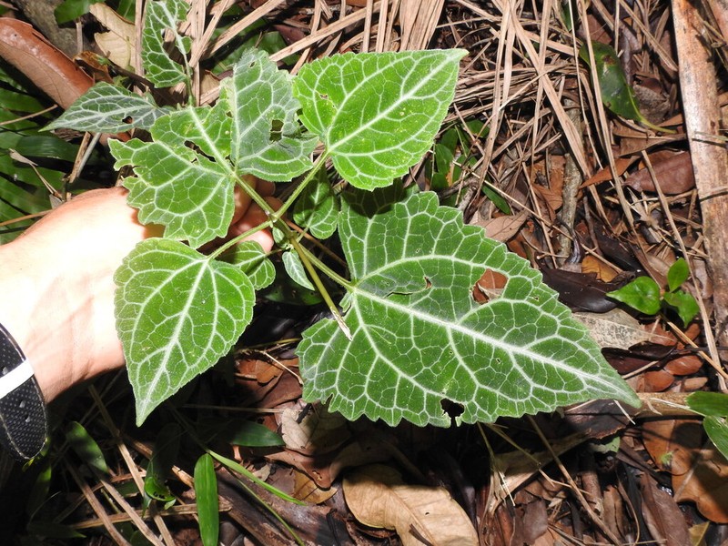Mikania hemisphaerica photo 6
