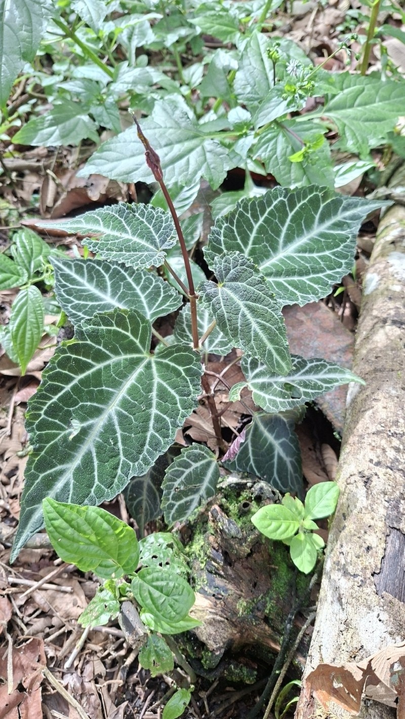 Mikania hemisphaerica photo 7