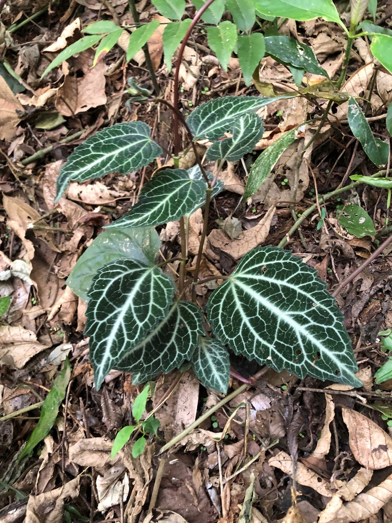 Mikania hemisphaerica photo 8