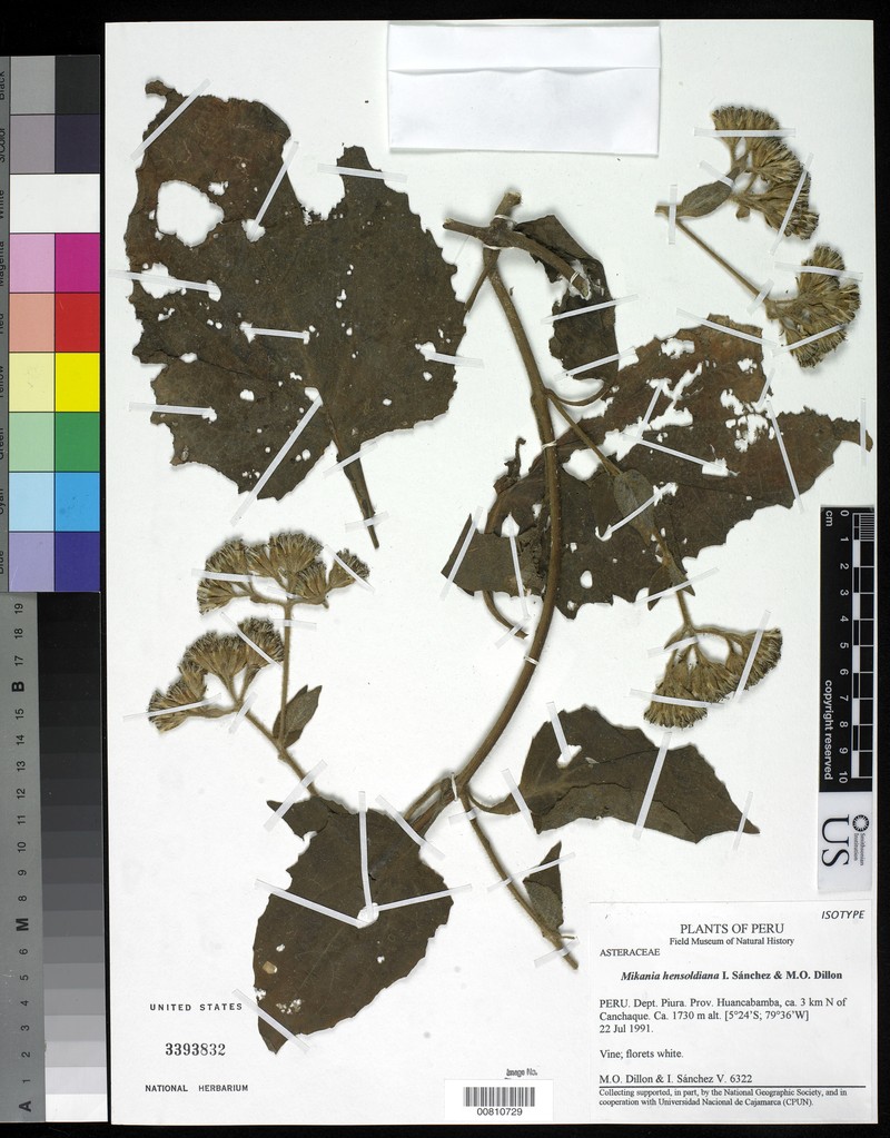 Mikania hensoldiana