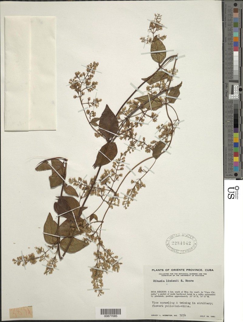 Mikania hioramii