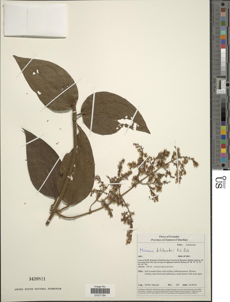 Mikania hitchcockii