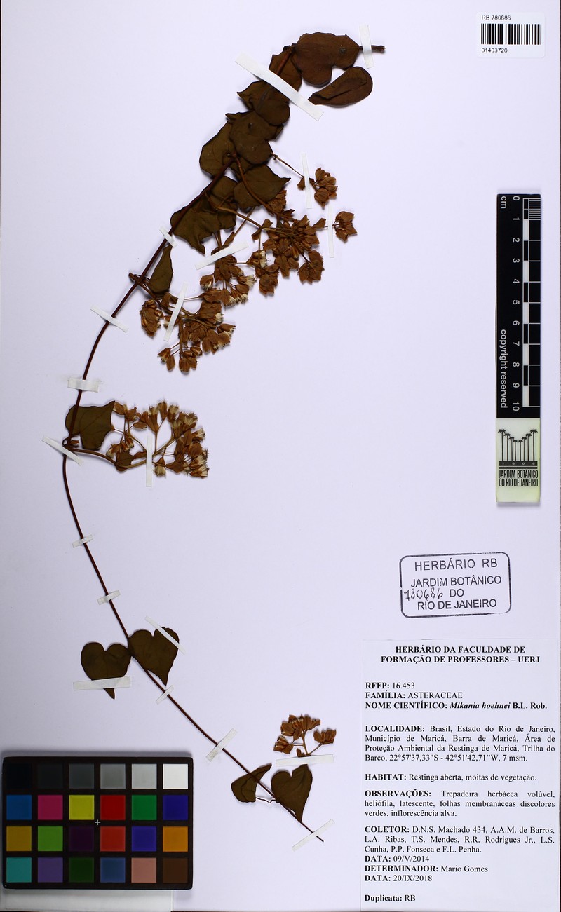 Mikania hoehnei