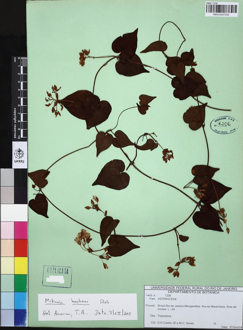 Mikania hoehnei photo 2
