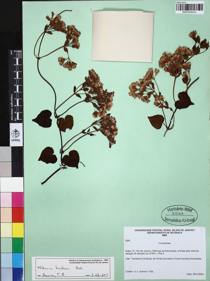 Mikania hoehnei photo 3