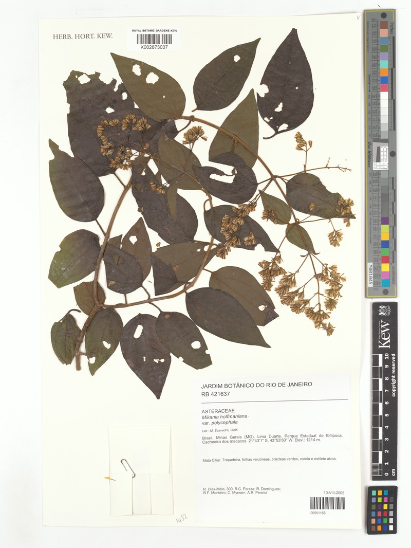 Mikania hoffmanniana