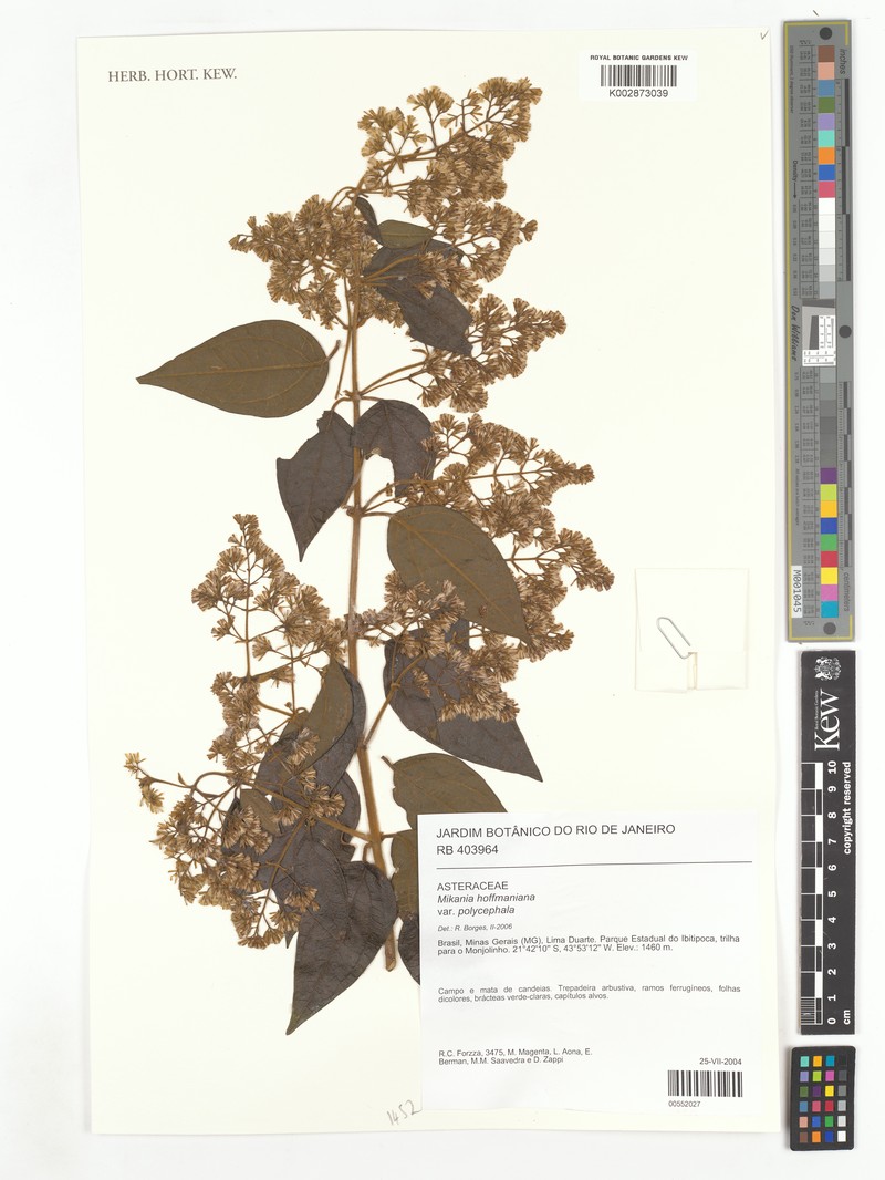 Mikania hoffmanniana photo 2