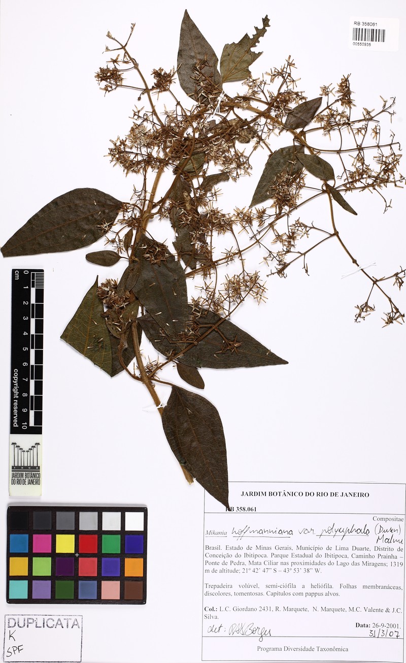Mikania hoffmanniana photo 3
