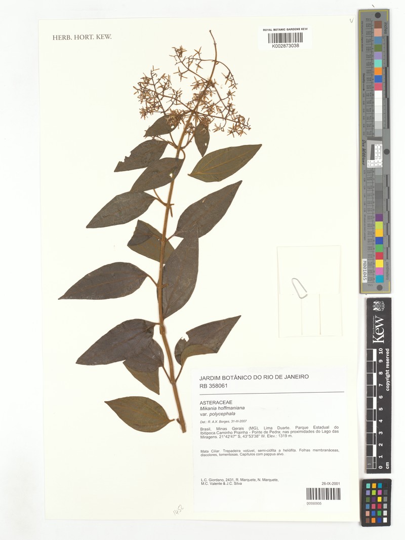 Mikania hoffmanniana photo 4