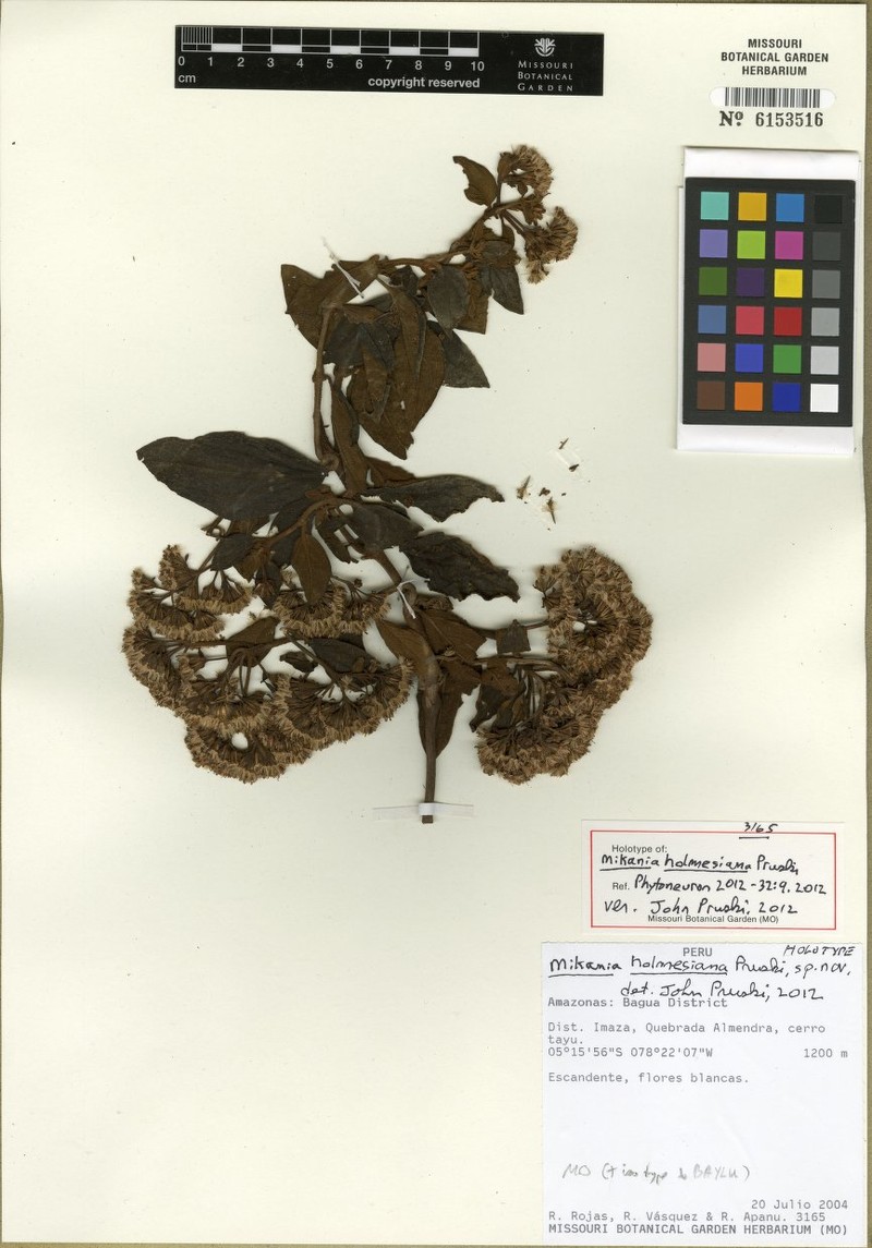 Mikania holmesiana