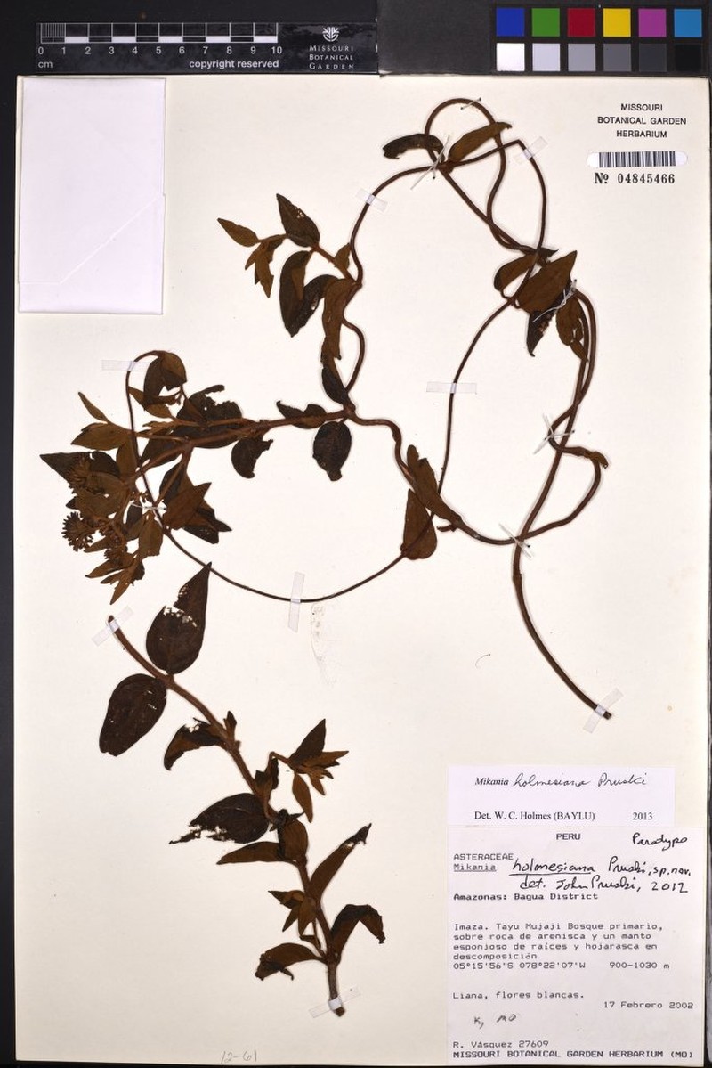 Mikania holmesiana photo 2