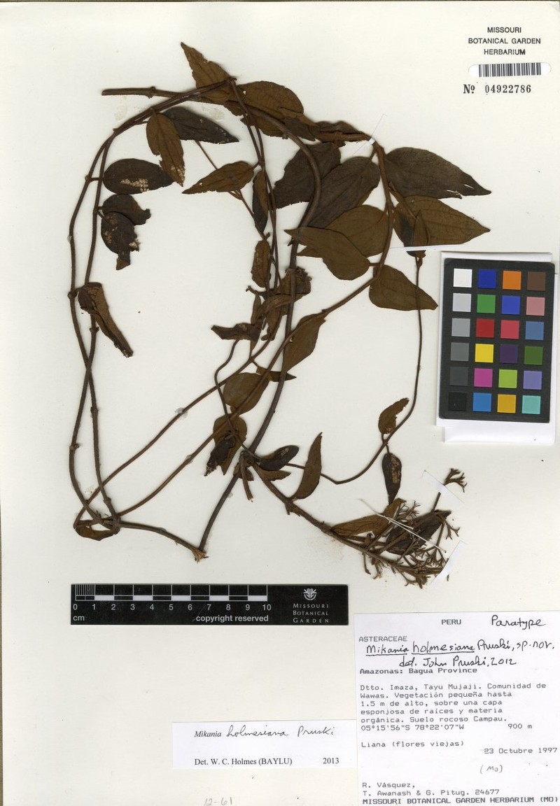 Mikania holmesiana photo 4