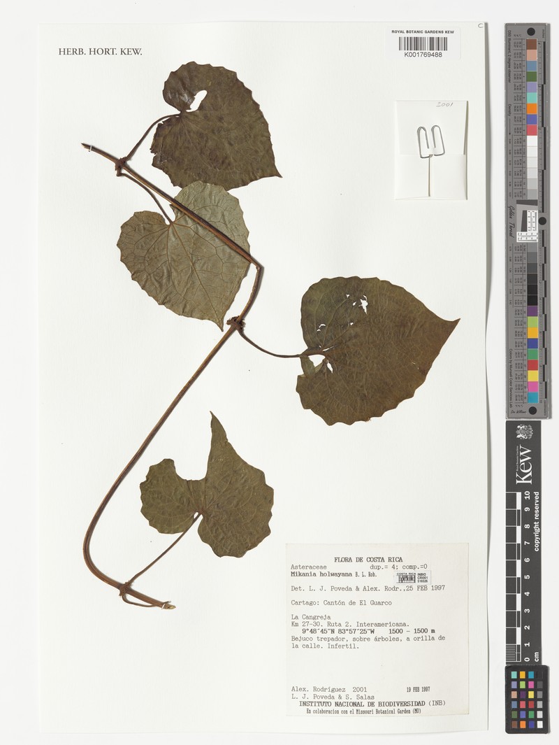 Mikania holwayana