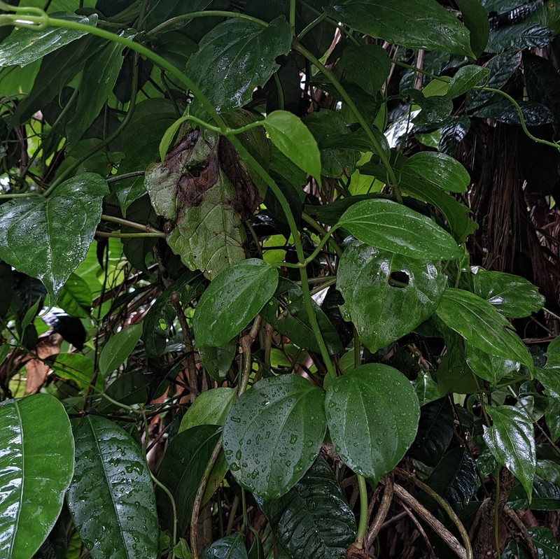 Mikania hookeriana