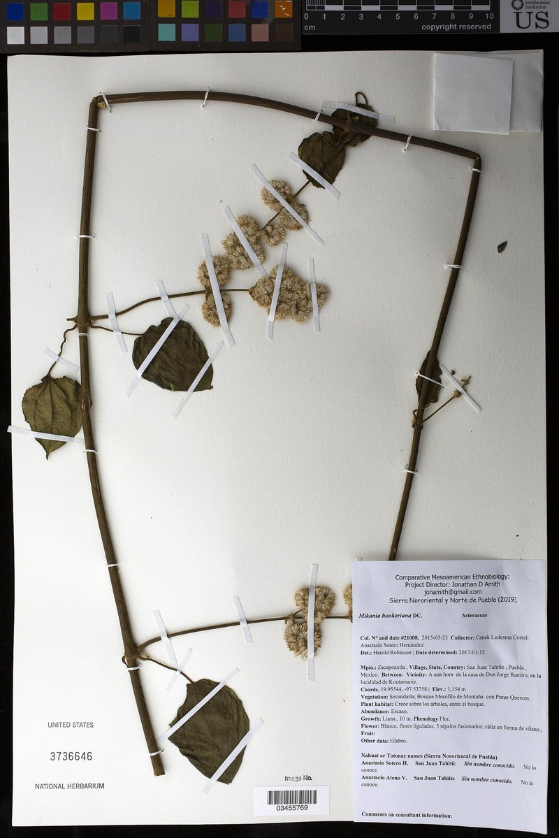 Mikania hookeriana photo 2