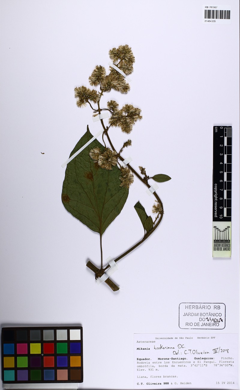 Mikania hookeriana photo 3