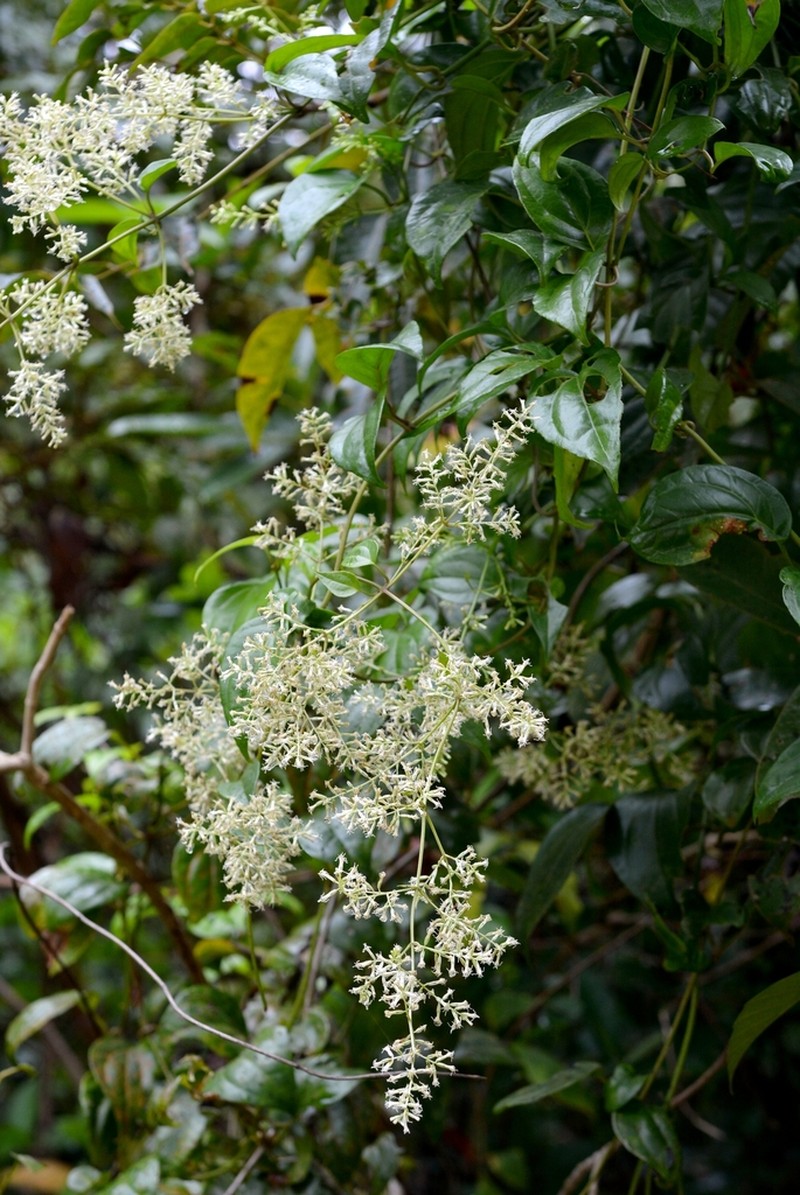 Mikania houstoniana photo 2