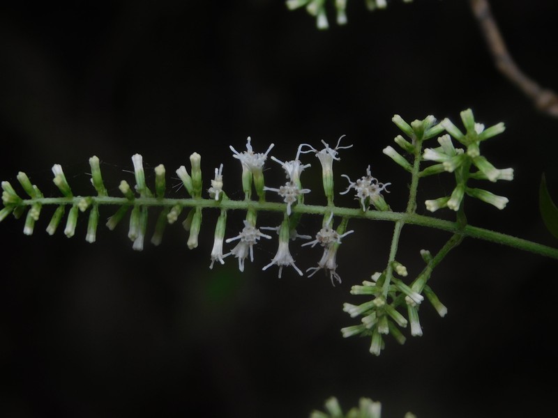 Mikania houstoniana photo 3
