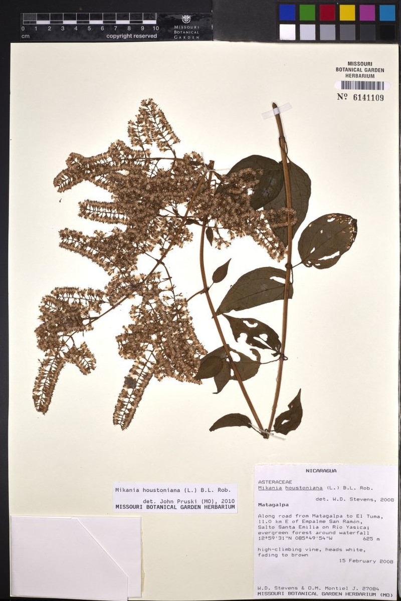 Mikania houstoniana photo 4