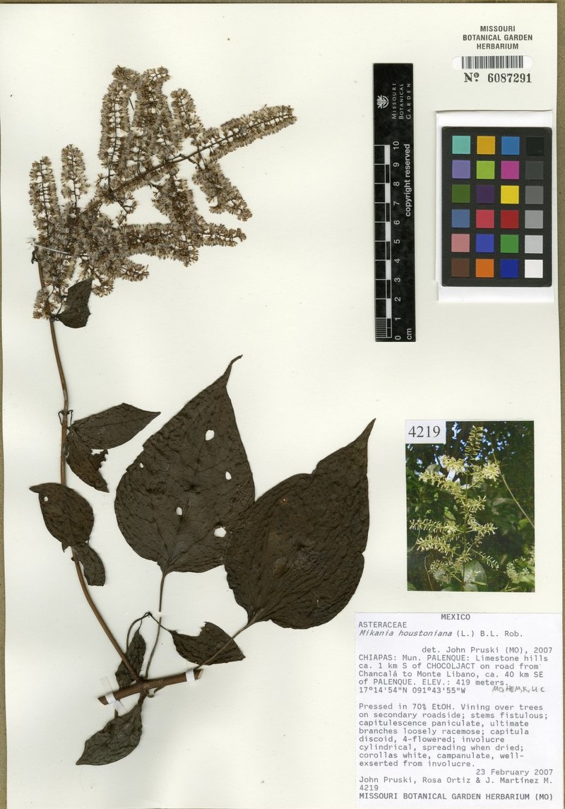 Mikania houstoniana photo 5