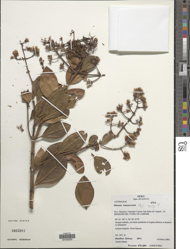 Mikania huanucoensis