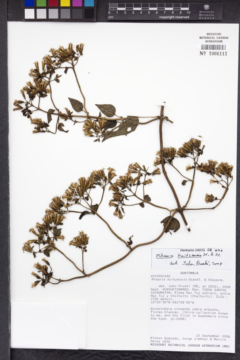 Mikania huitzensis