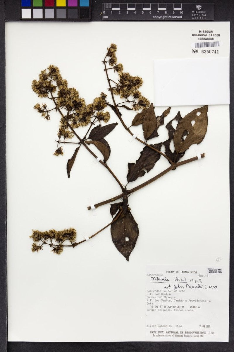 Mikania iltisii